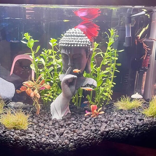Zen Aquarium